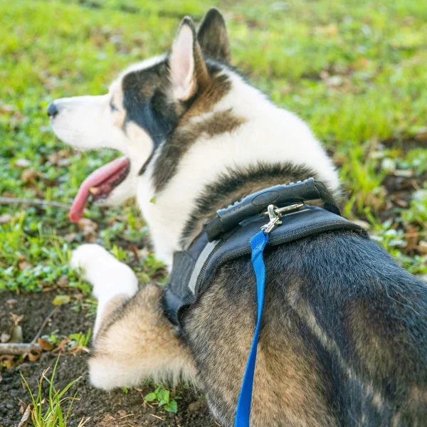 moopomDog/Puppy Obedience Recall Training Agility Lead - 15ft 20ft 30ft 50ft 100ft Leash Great for Training, Play, Camping, or Backyard Black - Image 3